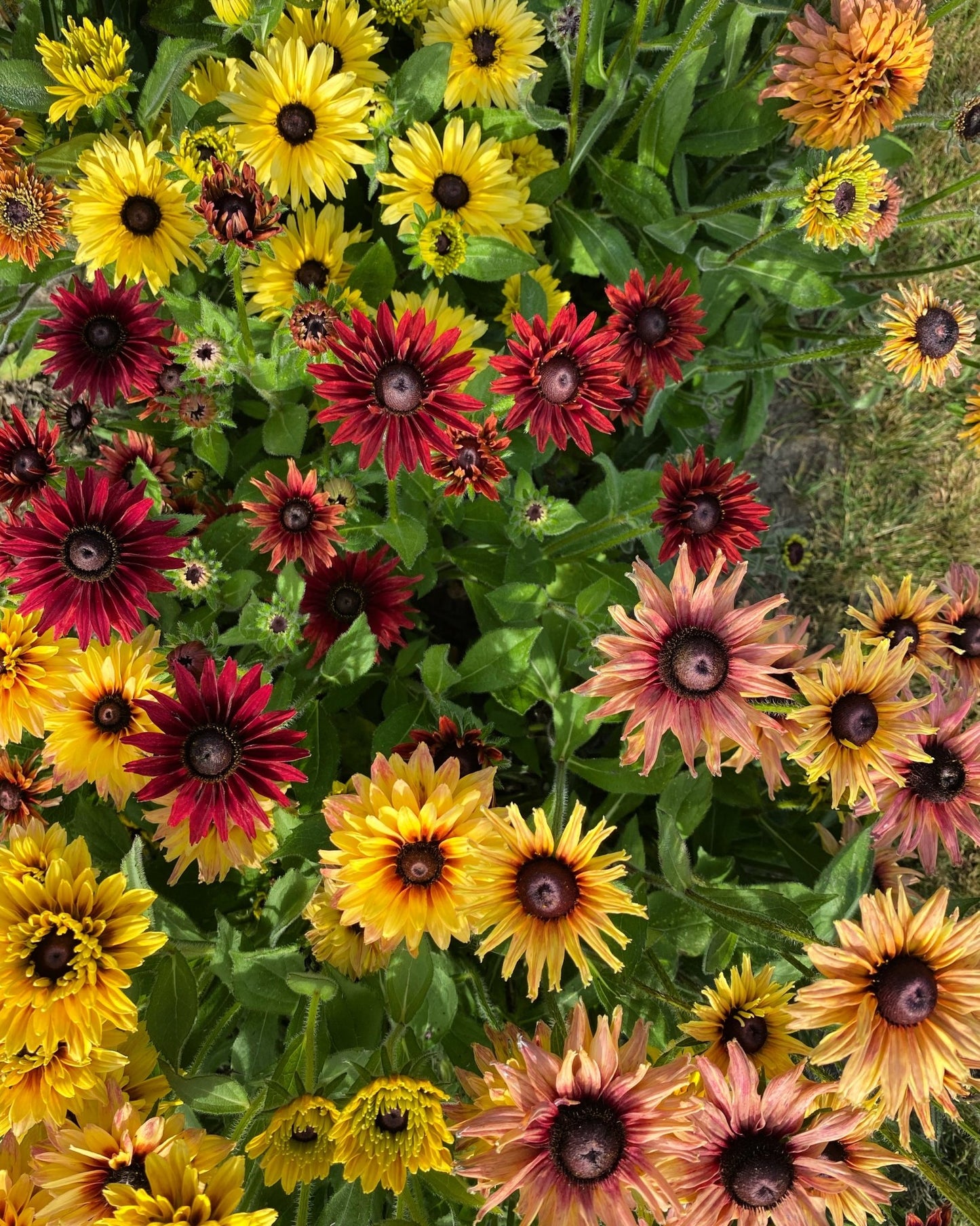 Rudbeckia Hirta “Sahara” bloemenzaad - Tuinkabouter Chrisje