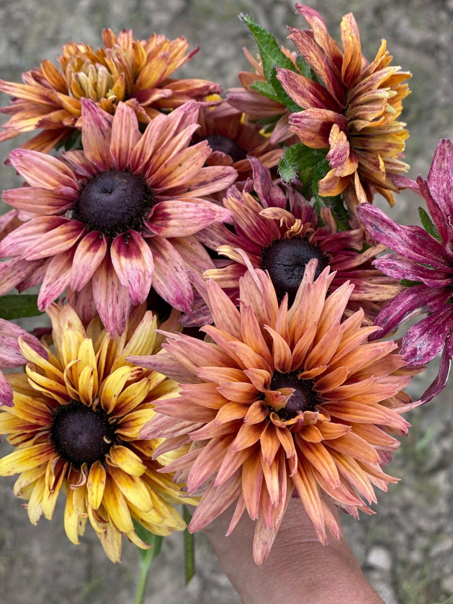 Rudbeckia Hirta “Sahara” bloemenzaad - Tuinkabouter Chrisje