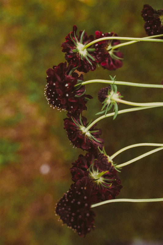 Scabiosa atropurpurea ' Black Knight' - Tuinkabouter Chrisje