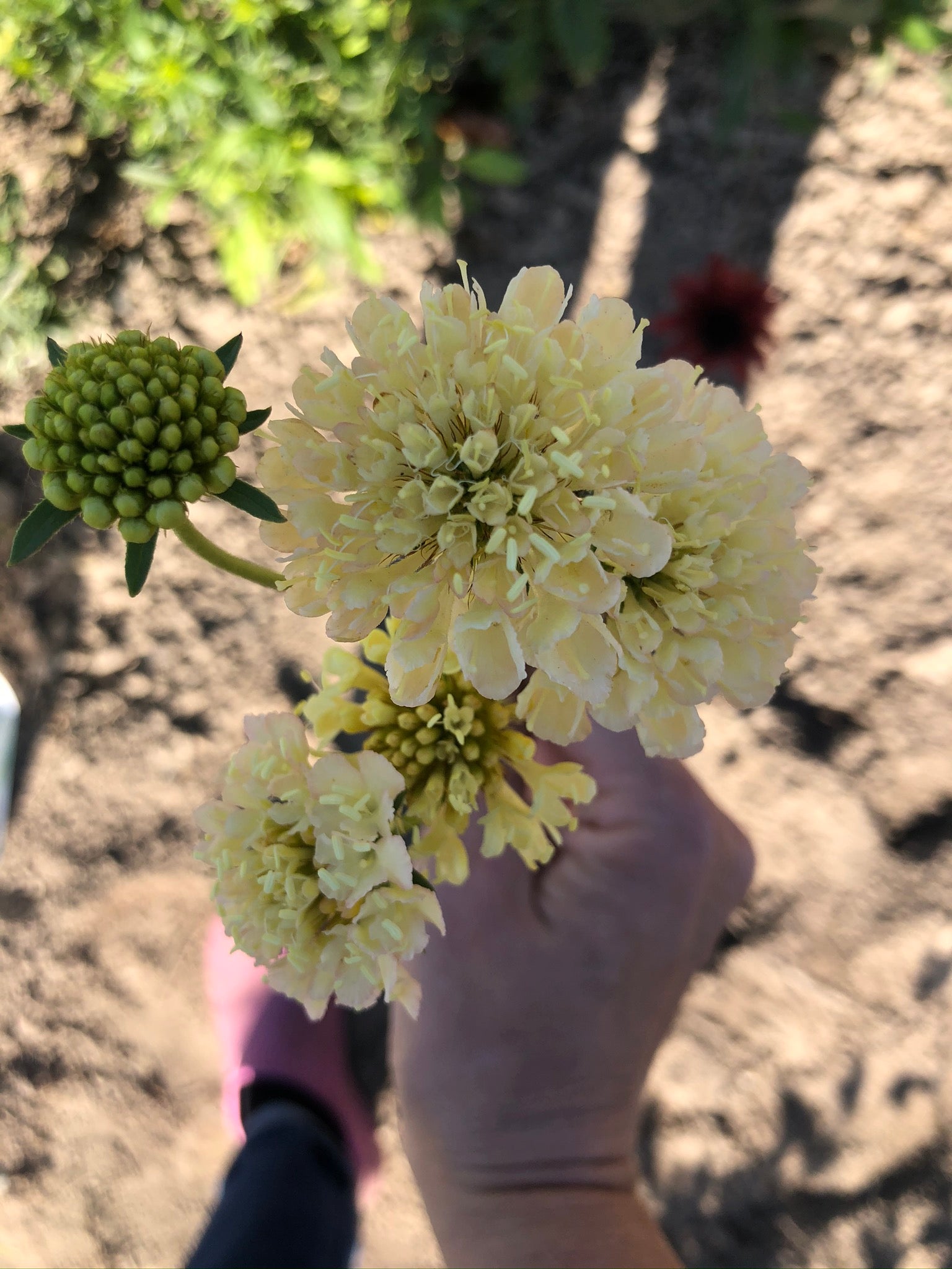 Scabiosa atropurpurea "Fata Morgana" - Tuinkabouter Chrisje