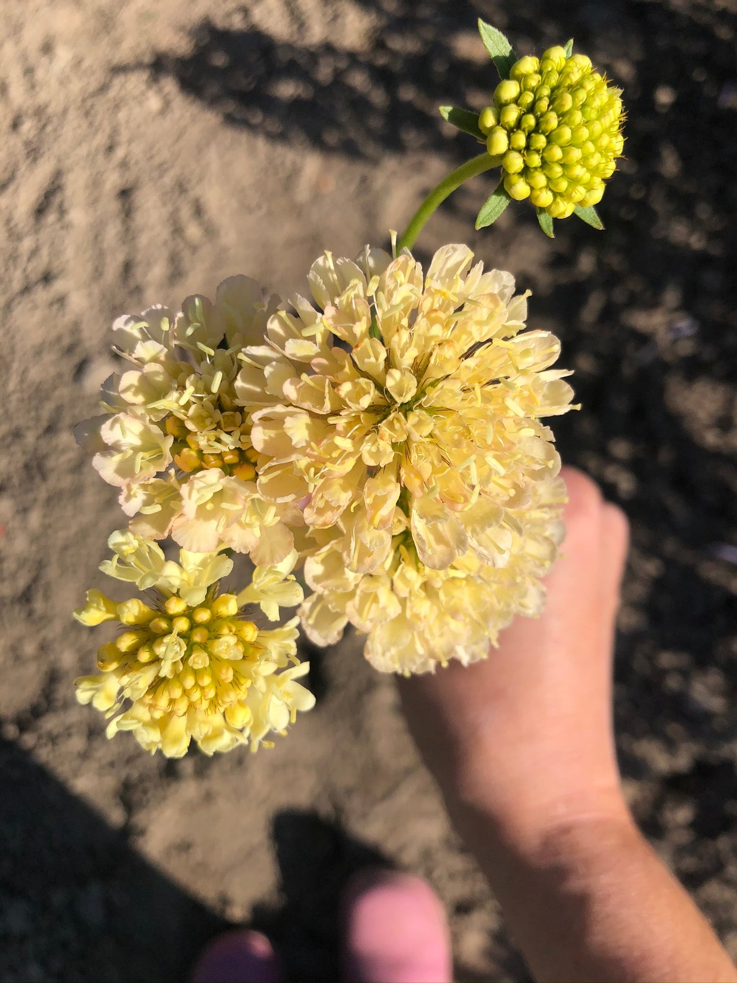 Scabiosa atropurpurea "Fata Morgana" - Tuinkabouter Chrisje