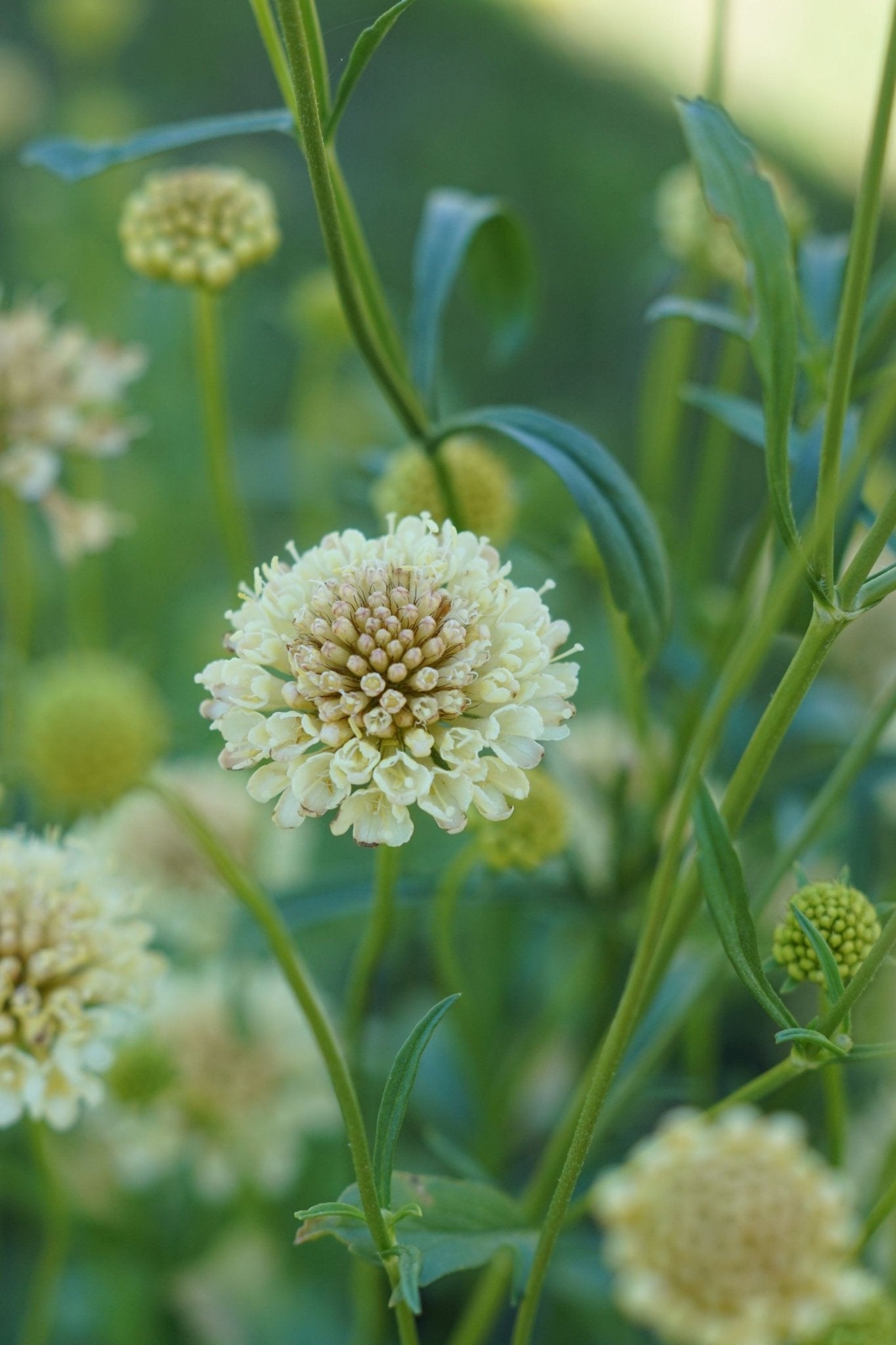 Scabiosa atropurpurea "Fata Morgana" - Tuinkabouter Chrisje