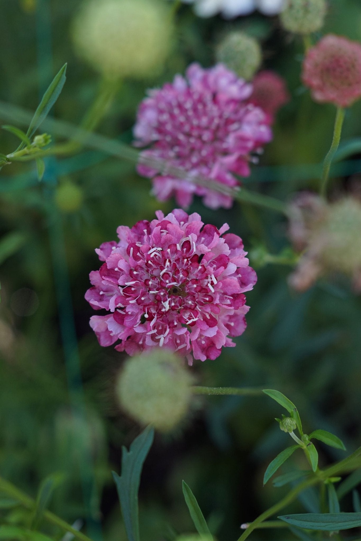 Scabiosa atropurpurea 'Salmon Queen' - Tuinkabouter Chrisje