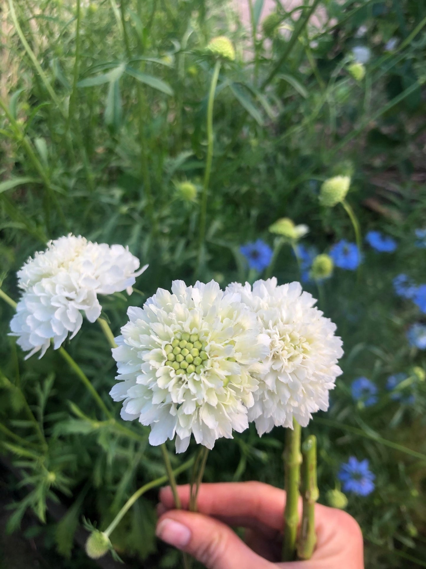 Scabiosa atropurpurea “Snow Maiden” bloemzaad - Tuinkabouter Chrisje