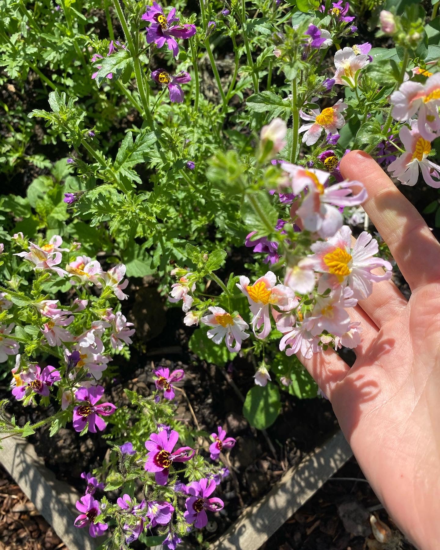 Schizanthus pinnatus " Angel Wings " Boerenorchidee - Tuinkabouter Chrisje