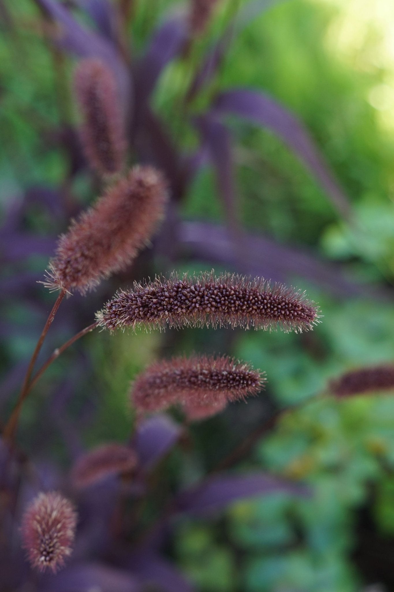 Setaria Italica 'Red Jewel' - Vogelgierst - Tuinkabouter Chrisje