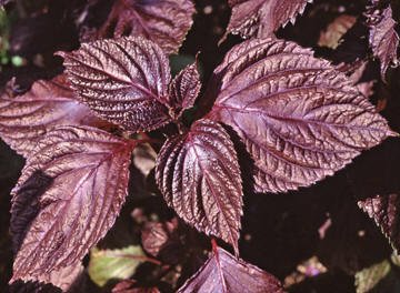 Shiso - Perilla frutescens red - Tuinkabouter Chrisje