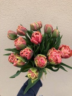 Tulp ‘Copper Image’ – 10 bollen PRE-ORDER - Tuinkabouter Chrisje