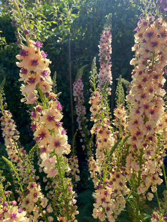 Verbascum x hybrida 'Southern Charm' - Tuinkabouter Chrisje