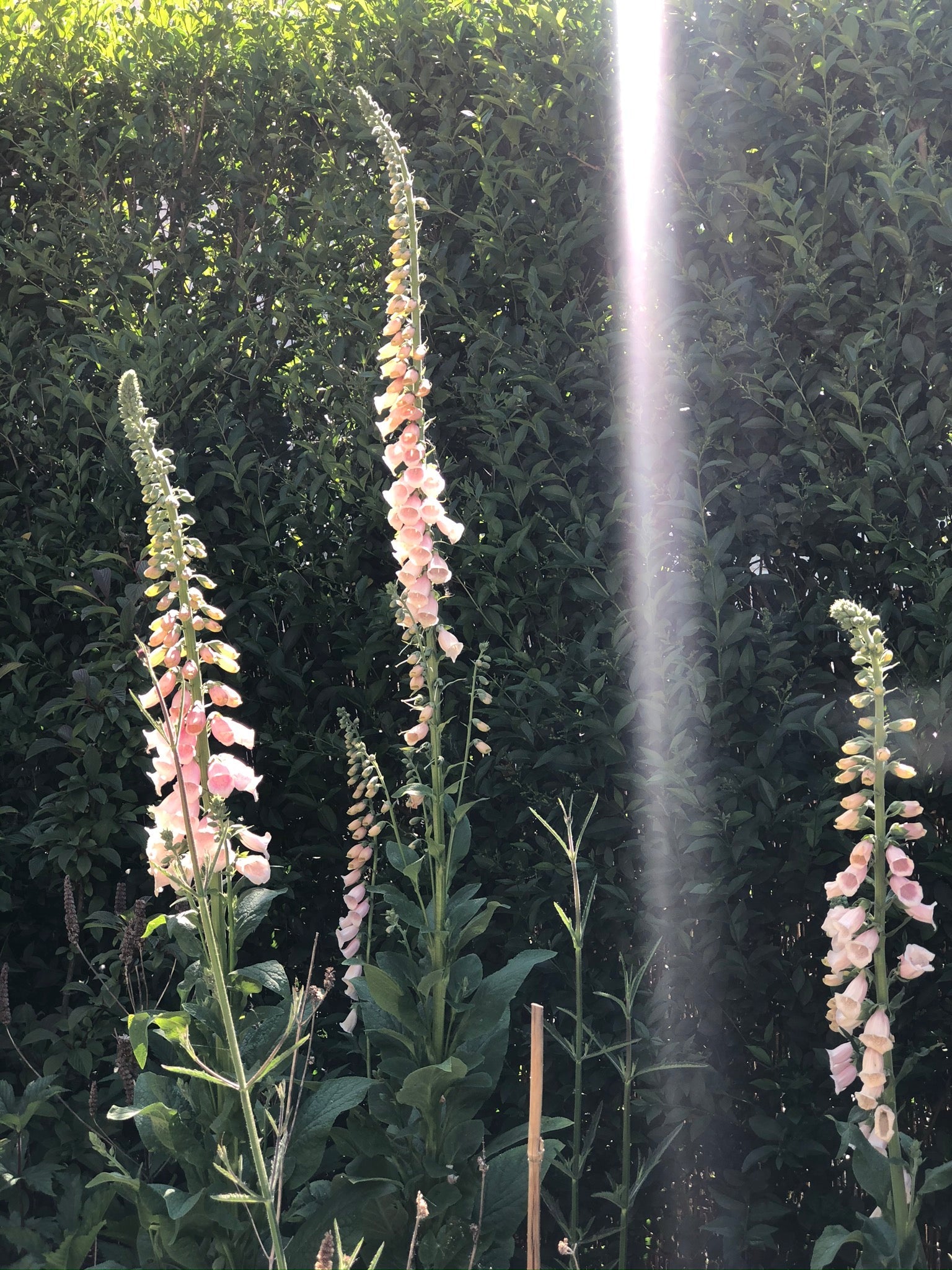 Vingerhoedskruid "Apricot Delight" bloemzaad - Tuinkabouter Chrisje