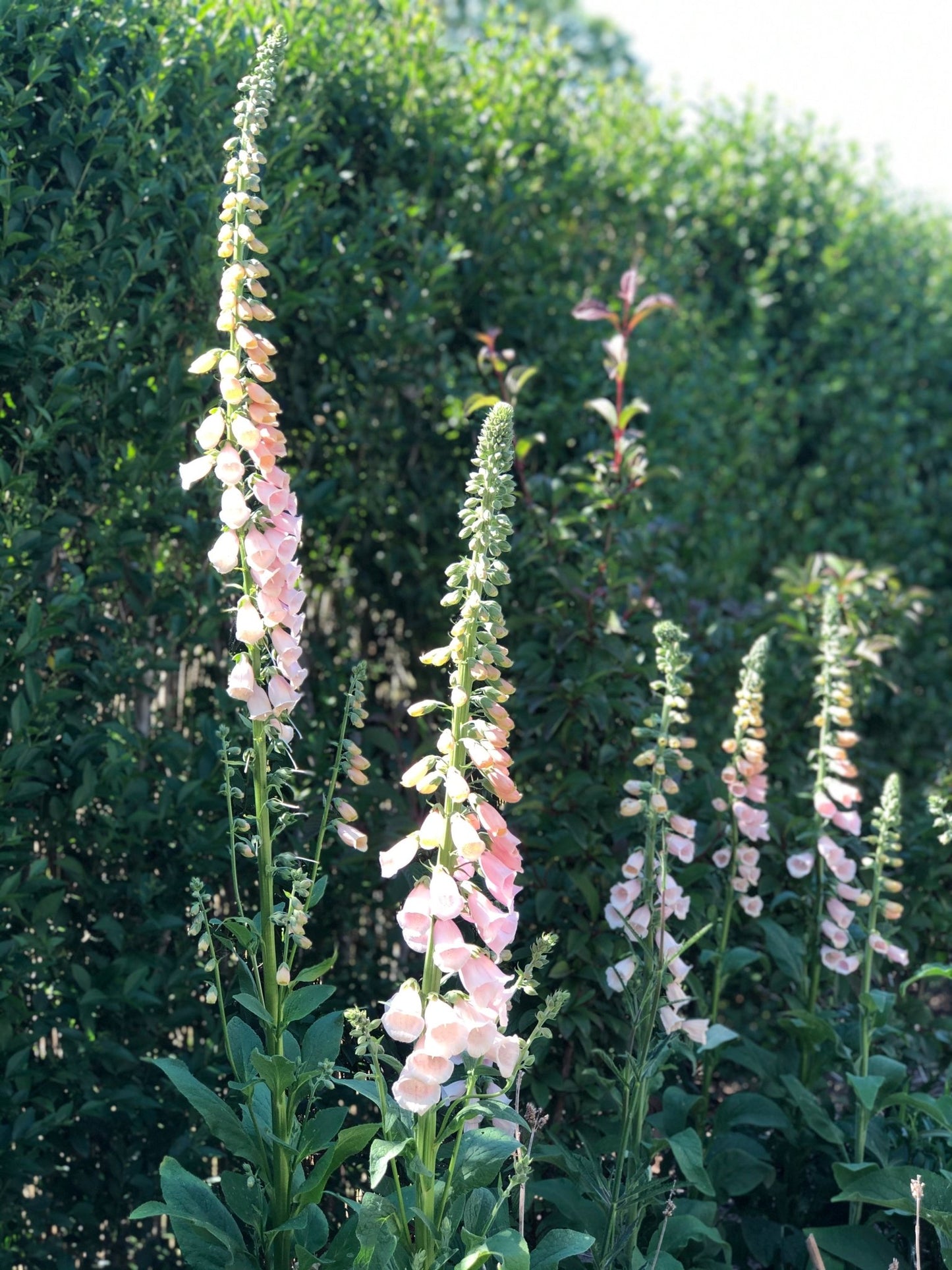 Vingerhoedskruid "Apricot Delight" bloemzaad - Tuinkabouter Chrisje