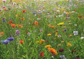 Wilde Bloemenweide mix - Tuinkabouter Chrisje