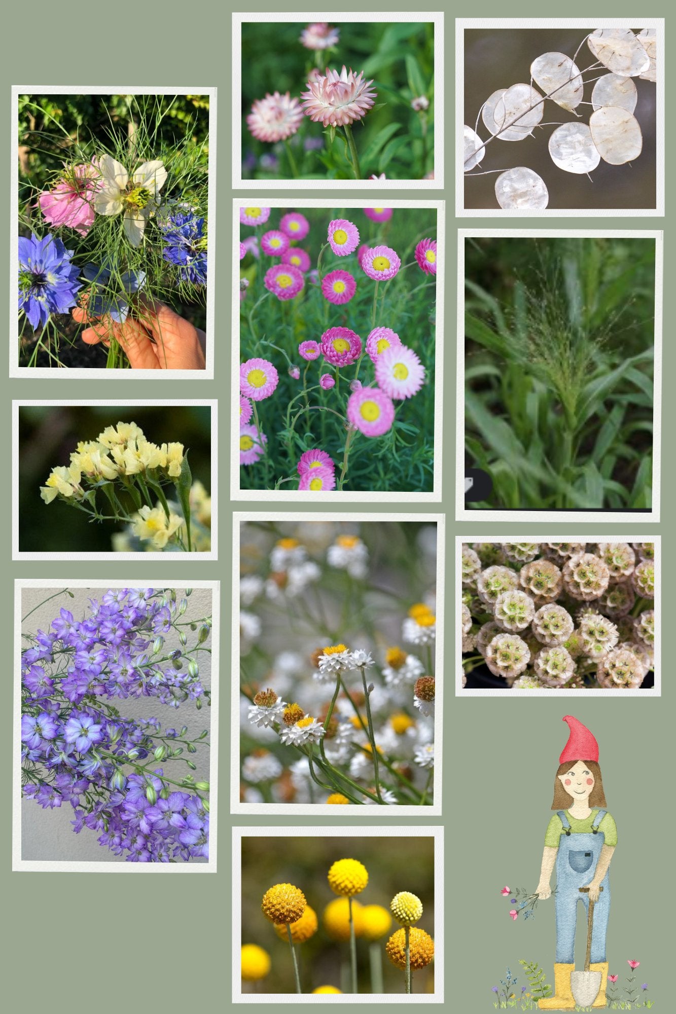 Zadenpakket droogbloemen - Tuinkabouter Chrisje