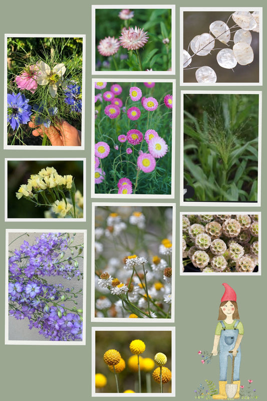 Zadenpakket droogbloemen - Tuinkabouter Chrisje