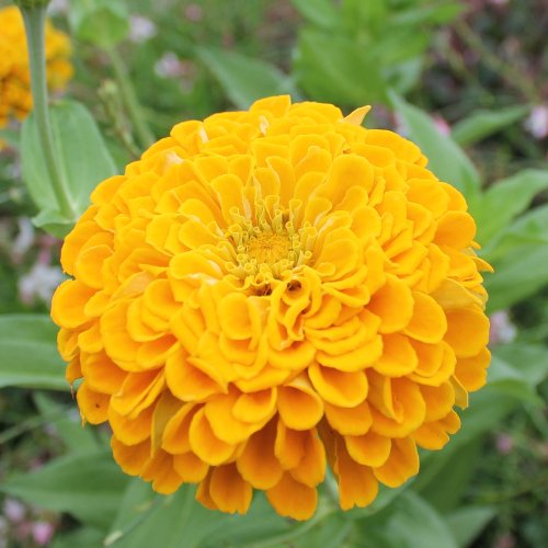 Zinnia elegans Oklahoma Golden Yellow - Tuinkabouter Chrisje