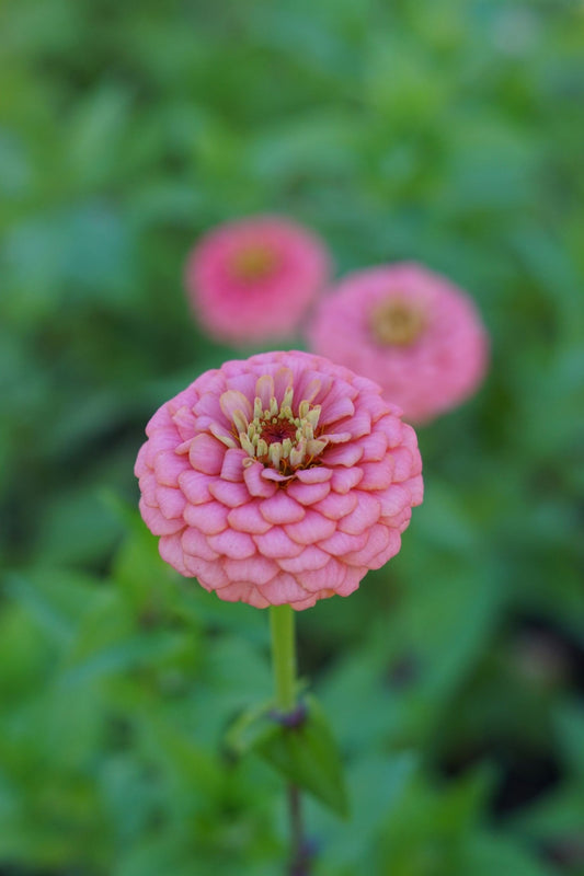 Zinnia elegans Oklahoma Pink - Tuinkabouter Chrisje