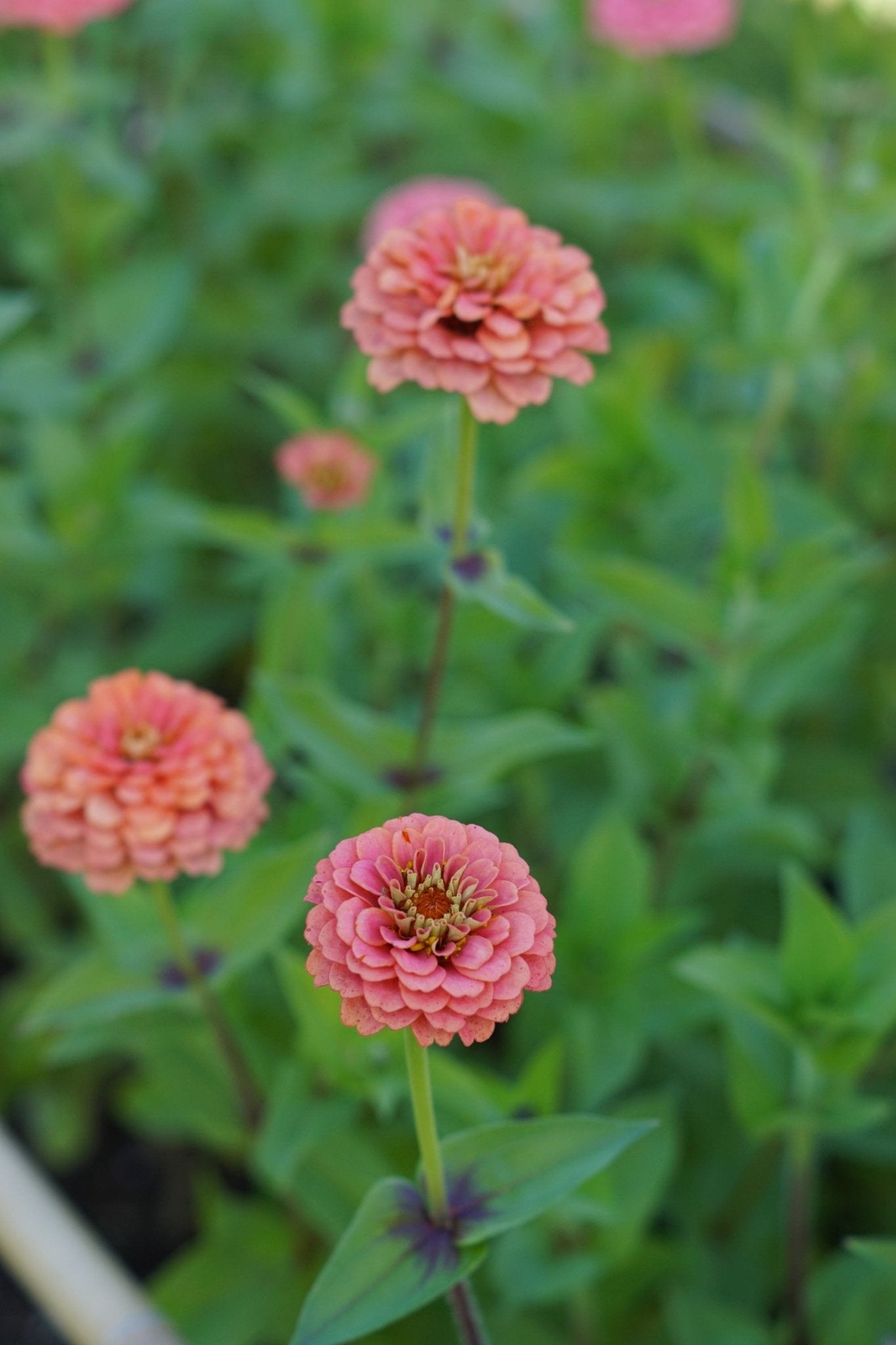 Zinnia elegans Oklahoma Salmon - Tuinkabouter Chrisje