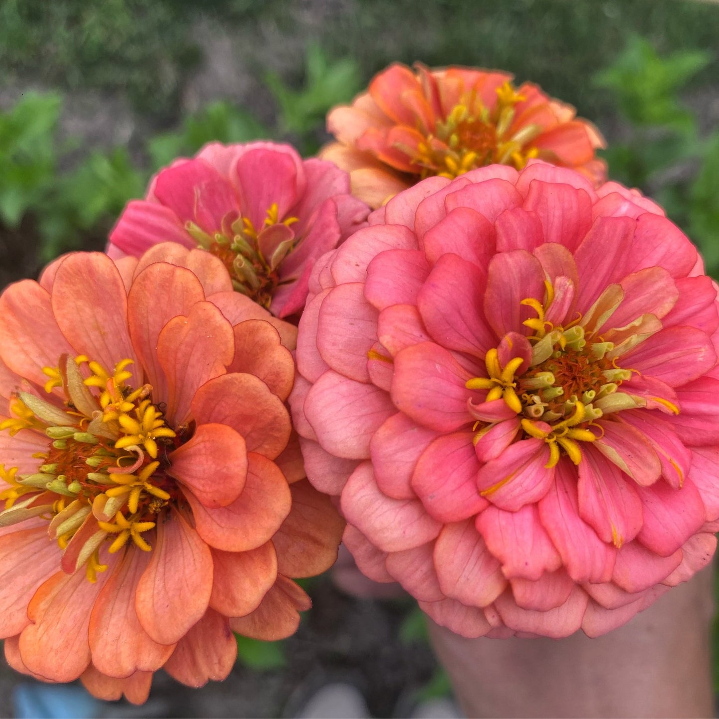 Zinnia elegans Oklahoma Salmon - Tuinkabouter Chrisje