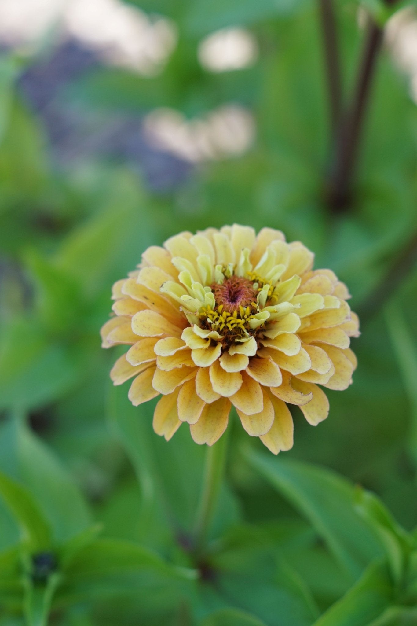 Zinnia Queen Lime Orange - Tuinkabouter Chrisje