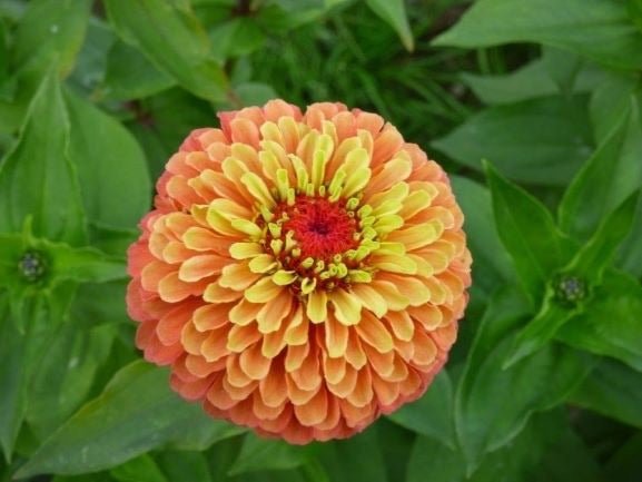 Zinnia Queen Lime Orange - Tuinkabouter Chrisje