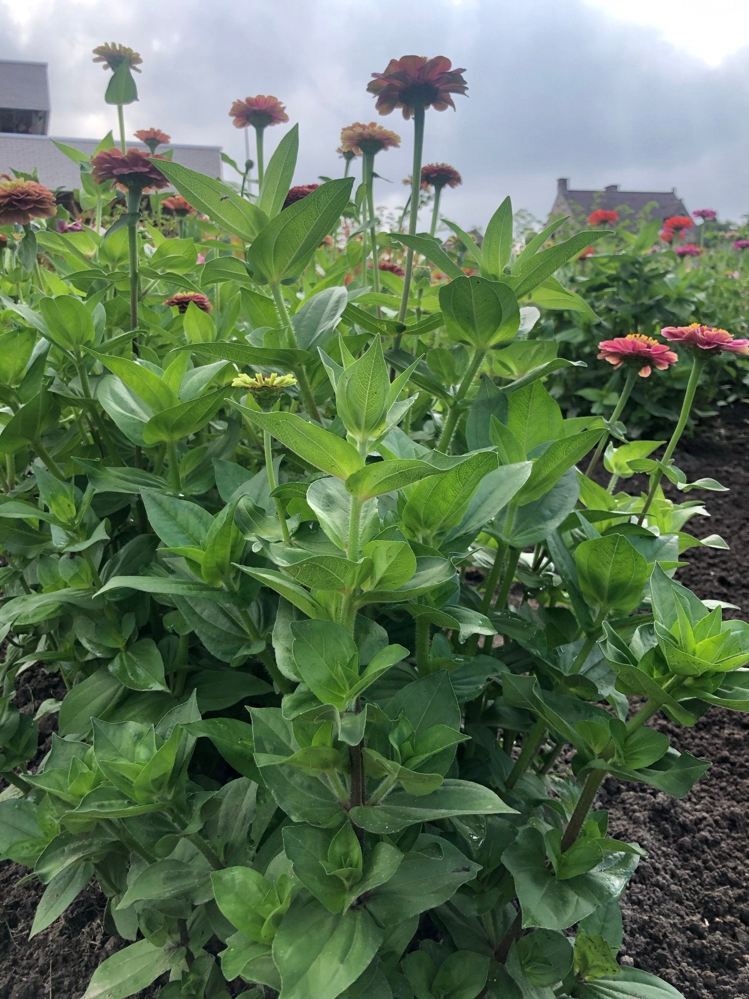 Zinnia Queen Red Lime - Tuinkabouter Chrisje