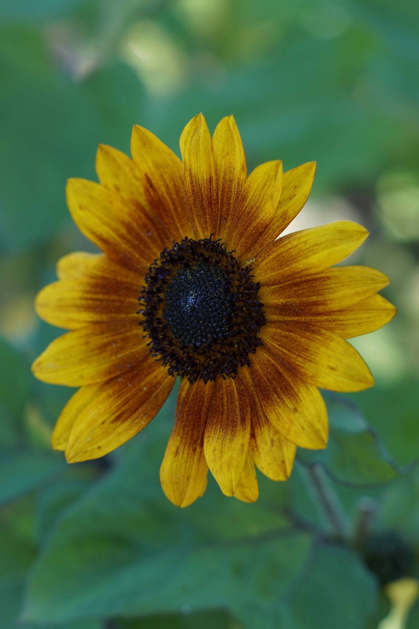 Zonnebloem 'Autumn Beauty' - Helianthus annuus - Tuinkabouter Chrisje