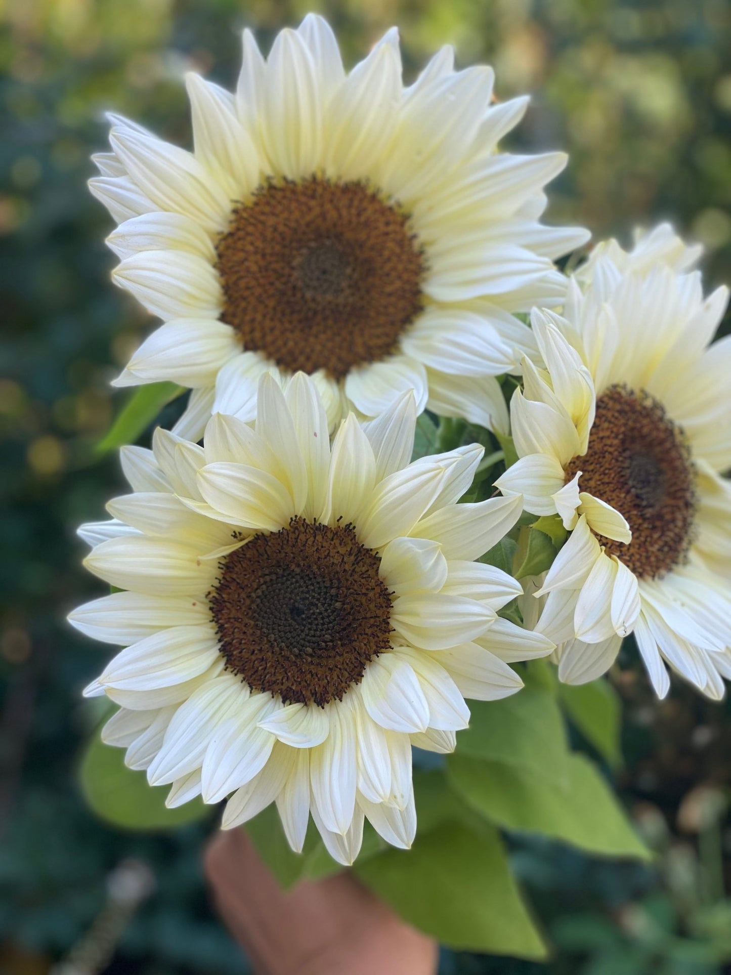 Zonnebloem Procut White Nite- Helianthus annuus F1 ProCut® White Nite - Tuinkabouter Chrisje