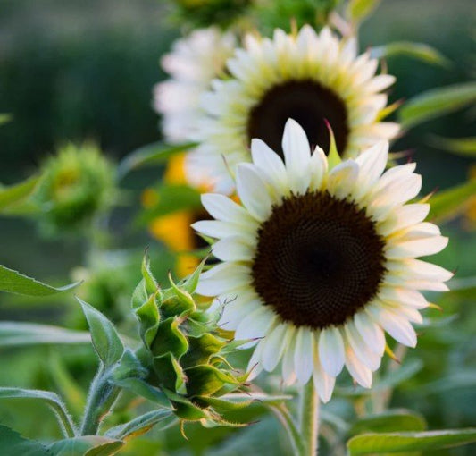 Zonnebloem Procut White Nite- Helianthus annuus F1 ProCut® White Nite - Tuinkabouter Chrisje